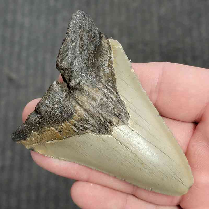 90% Bargain Megalodon Shark Tooth - JTBAR90-67 - Image 2