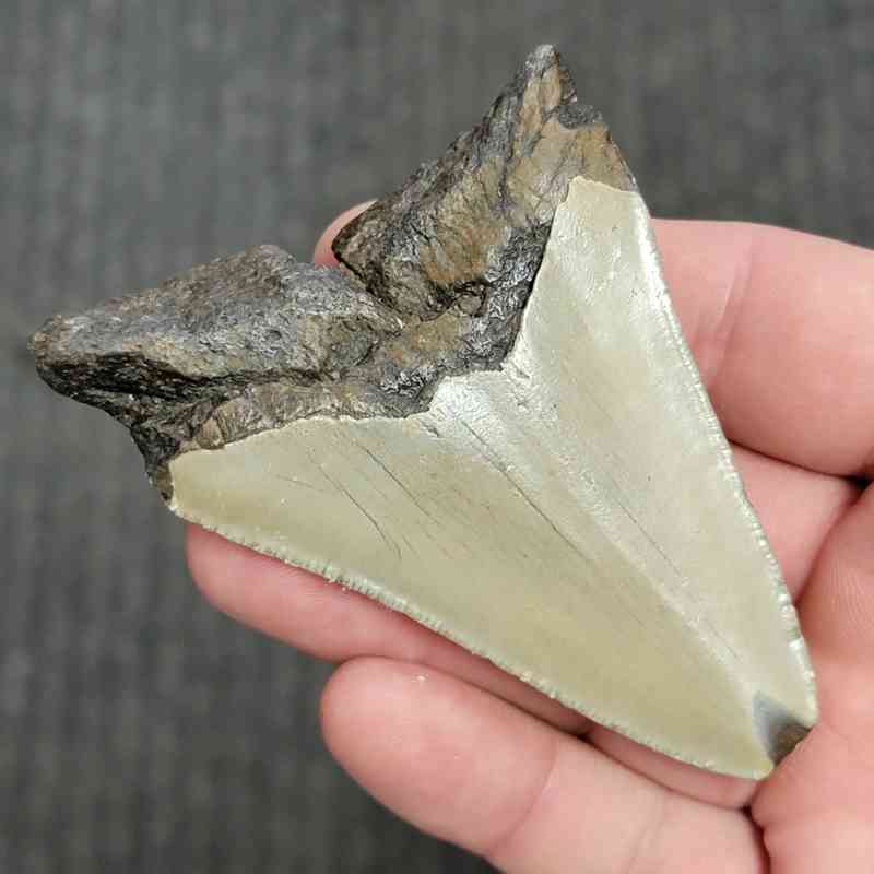90% Bargain Megalodon Shark Tooth - JTBAR90-67 - Image 3