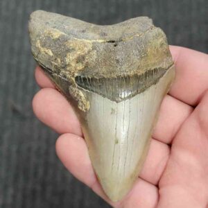 90% Bargain Megalodon Shark Tooth - JTBAR90-71
