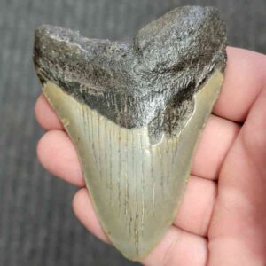 90% Bargain Megalodon Shark Tooth - JTBAR90-73