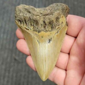 90% Bargain Megalodon Shark Tooth - JTBAR90-74