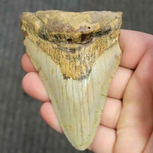 90% Bargain Megalodon Shark Tooth - JTBAR90-75