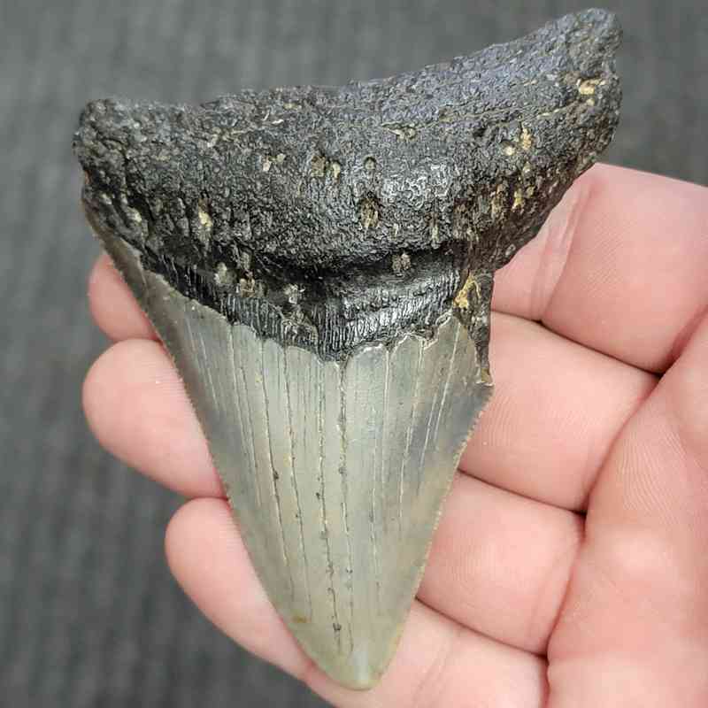 90% Bargain Megalodon Shark Tooth - JTBAR90-76