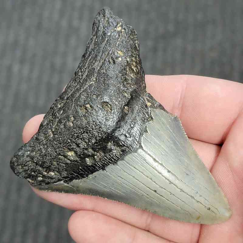 90% Bargain Megalodon Shark Tooth - JTBAR90-76 - Image 2
