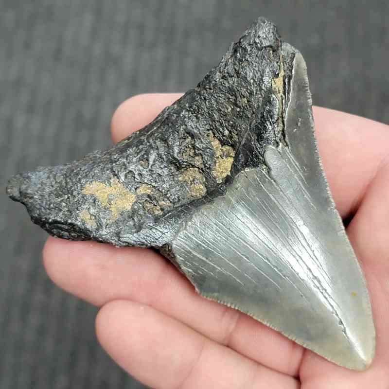 90% Bargain Megalodon Shark Tooth - JTBAR90-76 - Image 3