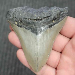 90% Bargain Megalodon Shark Tooth - JTBAR90-79