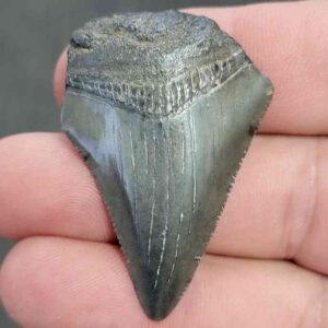 90% Bargain Megalodon Shark Tooth - JTBAR90-8