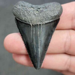 Fossil Great White Shark Tooth - JTSGWF51