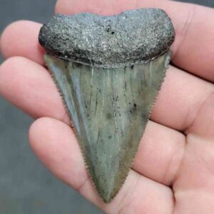 Fossil Great White Shark Tooth - JTSGWF52