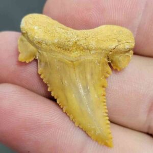 Fossil Paleocarcharodon Shark Tooth - Paleocarcharodon-09