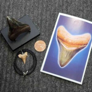 Gift Pack 5