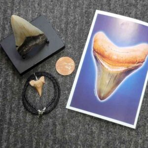 Gift Pack 6
