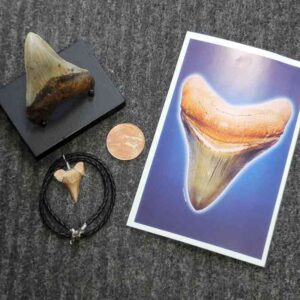 Gift Pack 7