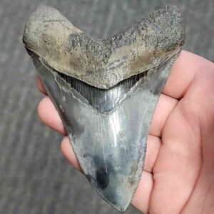 Collector Grade Megalodon Tooth #31 | Authentic Prehistoric Shark Fossils