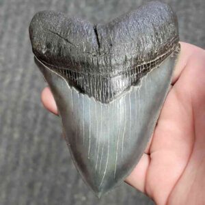 Collector Grade Megalodon Tooth #32 | Authentic Prehistoric Shark Fossils