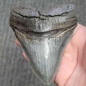 Collector Grade Megalodon Tooth #34 | Authentic Prehistoric Shark Fossils