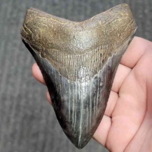 Collector Grade Megalodon Tooth #35 | Authentic Prehistoric Shark Fossils