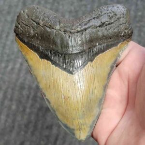 Collector Grade Megalodon Tooth #36 | Authentic Prehistoric Shark Fossils