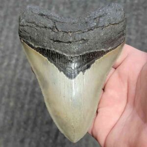 Collector Grade Megalodon Tooth #37 | Authentic Prehistoric Shark Fossils