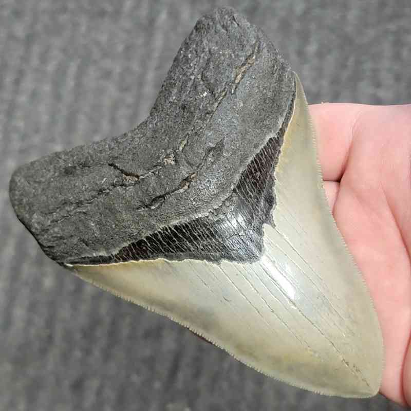 Collector Grade Megalodon Tooth #37 | Authentic Prehistoric Shark Fossils - Image 2