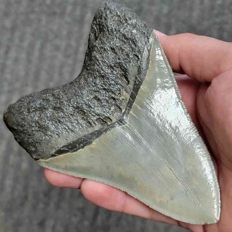 Collector Grade Megalodon Tooth #37 | Authentic Prehistoric Shark Fossils - Image 3