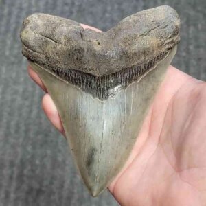 Collector Grade Megalodon Tooth #39 | Authentic Prehistoric Shark Fossils