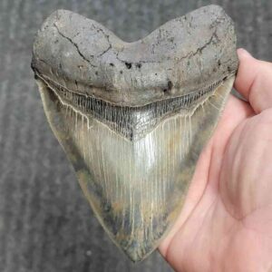 Collector Grade Megalodon Tooth #40 | Authentic Prehistoric Shark Fossils