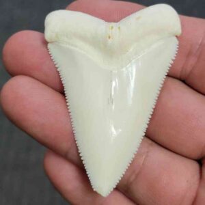 Modern Great White Shark Tooth - MGW1