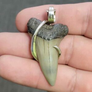 Silver Hook Wrapped  Extinct Great White Shark Tooth Pendant - JTEXTGWSILVERHW-03