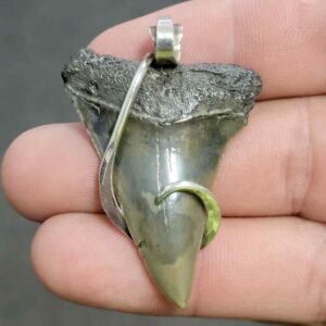 Silver Hook Wrapped  Extinct Great White Shark Tooth Pendant - JTEXTGWSILVERHW-05