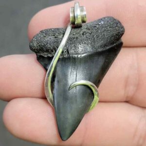 Silver Hook Wrapped  Extinct Great White Shark Tooth Pendant - JTEXTGWSILVERHW-06