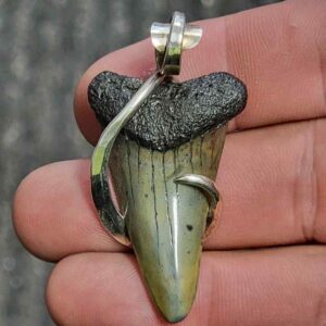 Silver Hook Wrapped  Extinct Great White Shark Tooth Pendant - JTEXTGWSILVERHW-09