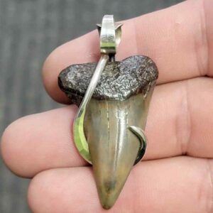 Silver Hook Wrapped  Extinct Great White Shark Tooth Pendant - JTEXTGWSILVERHW-11