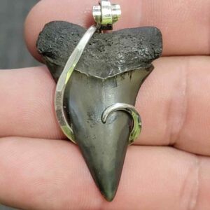 Silver Hook Wrapped  Extinct Great White Shark Tooth Pendant - JTEXTGWSILVERHW-12