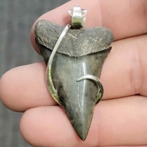 Silver Hook Wrapped  Extinct Great White Shark Tooth Pendant - JTEXTGWSILVERHW-13