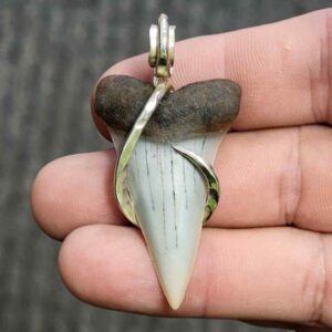 Silver Hook Wrapped  Extinct Great White Shark Tooth Pendant - JTEXTGWSILVERHW-14