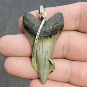 Silver Hook Wrapped  Extinct Great White Shark Tooth Pendant - JTEXTGWSILVERHW-17