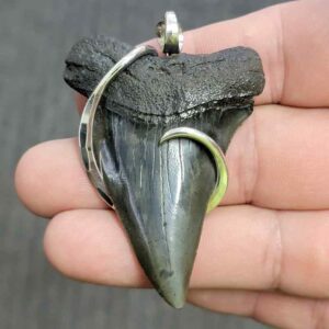 Silver Hook Wrapped  Extinct Great White Shark Tooth Pendant - JTEXTGWSILVERHW-18