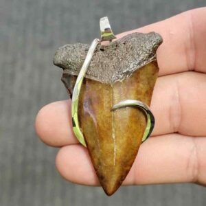 Silver Hook Wrapped  Extinct Great White Shark Tooth Pendant - JTEXTGWSILVERHW-19