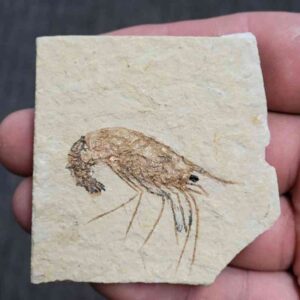 Fossil Lebanese Shrimp - #1