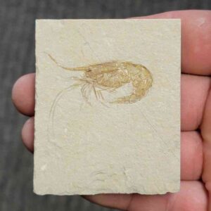 Fossil Lebanese Shrimp - #10