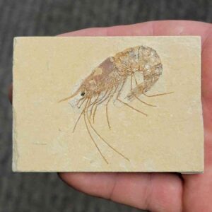 Fossil Lebanese Shrimp - #2