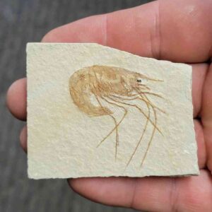 Fossil Lebanese Shrimp - #3