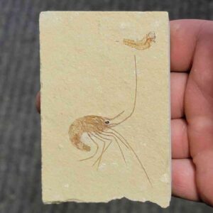 Fossil Lebanese Shrimp - #4