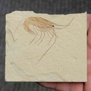 Fossil Lebanese Shrimp - #5