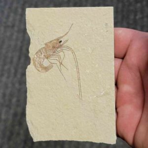 Fossil Lebanese Shrimp - #7