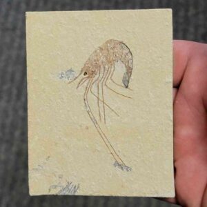 Fossil Lebanese Shrimp - #9
