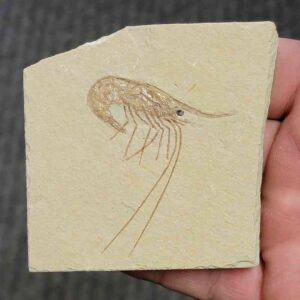 Fossil Lebanese Shrimp - #12