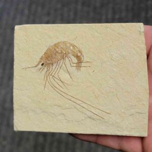 Fossil Lebanese Shrimp - #13