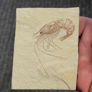Fossil Lebanese Shrimp - #14